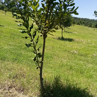 a tree in a field