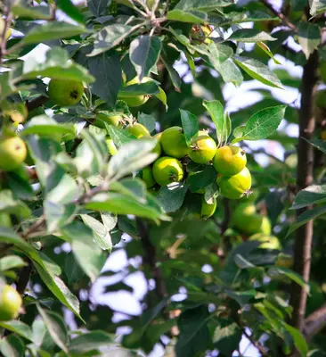 Dorsett Golden Apple fruit tree variety