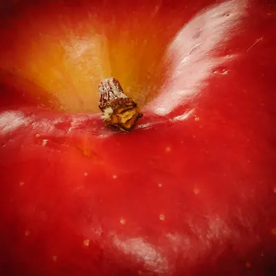 Dwarf Alberta Peach fruit tree variety