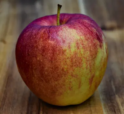 Dwarf Red Delicious Apple fruit tree variety