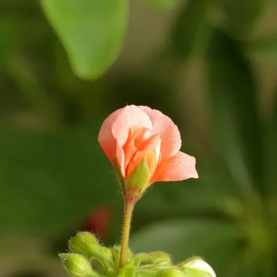 A pink flower with green leaves in the background