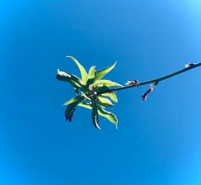 a branch of a plant with leaves and buds against a blue sky