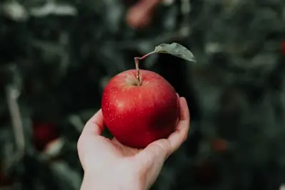 Fruit Trees growing guide