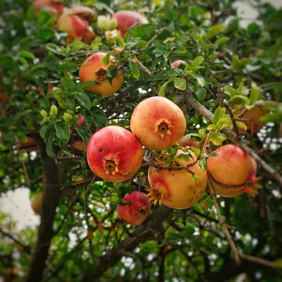 Gala Apple fruit tree variety