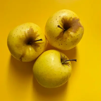 Golden Delicious Apple fruit tree variety