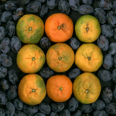 Granny Smith Apple fruit tree variety