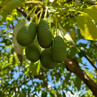 Hass Avocado fruit tree variety