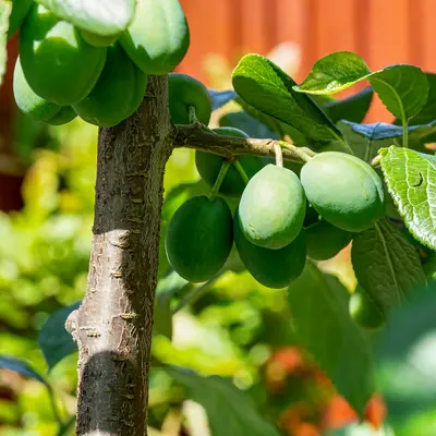 A close up of a tree with fruit on it