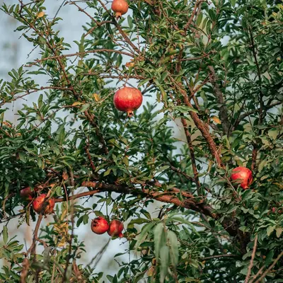 red round fruit on tree during daytime