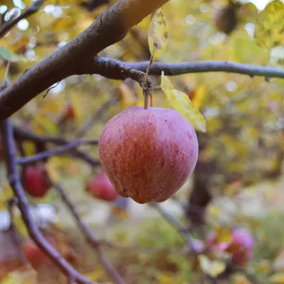 A single red apple hangs from a tree branch.