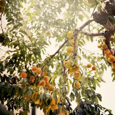 Montmorency Sour Cherry fruit tree variety