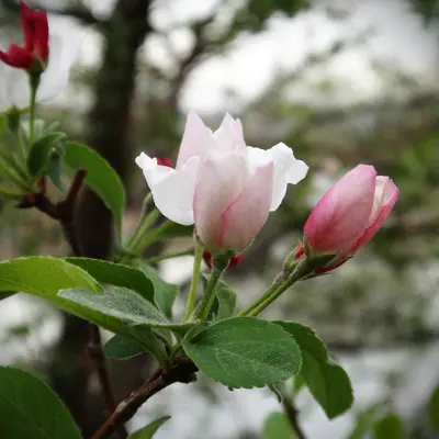 Delicate pink and white apple blossoms on a branch.