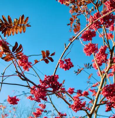 Red berries on branches against a clear blue sky