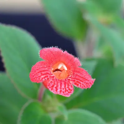 a red flower with green leaves in the background