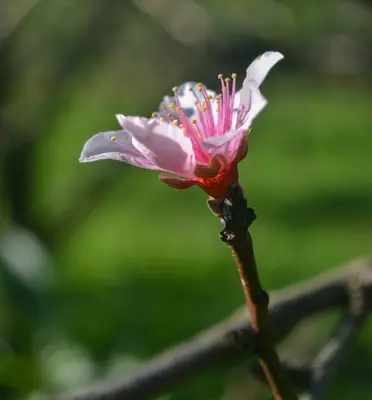 A small pink flower on a tree branch