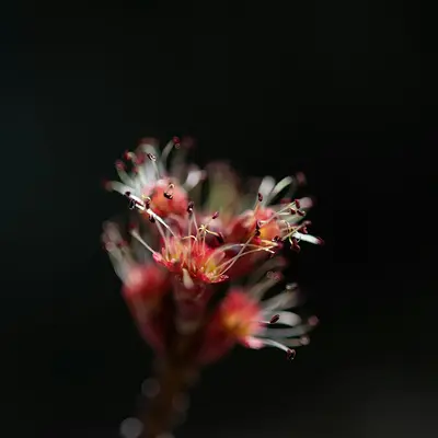 a close up of a flower