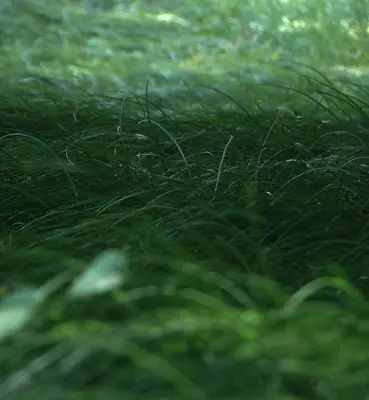 Bahia Grass grass variety