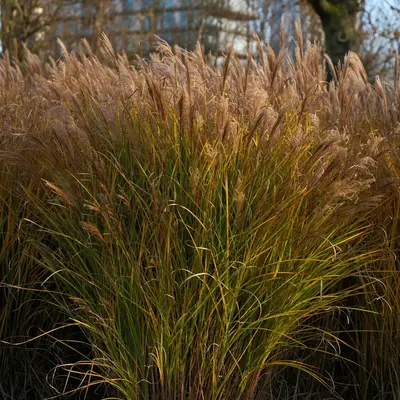 Bermuda Grass plant