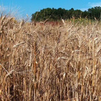 Black Tip Wheat plant