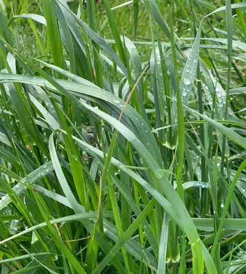 Blue Fescue grass variety