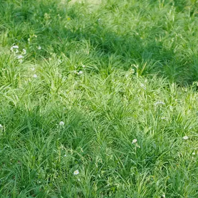 Carpetgrass grass variety