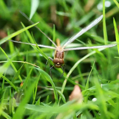 a bug that is sitting in the grass
