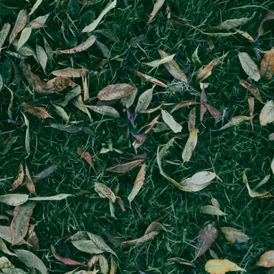 Eco-Lawn Mix grass variety