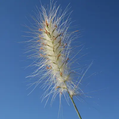 Feathertop (Cenchrus longisetus)