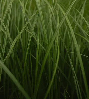 Fine Fescue plant