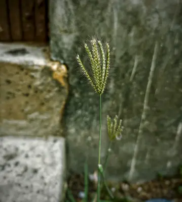 green plant near gray concrete wall