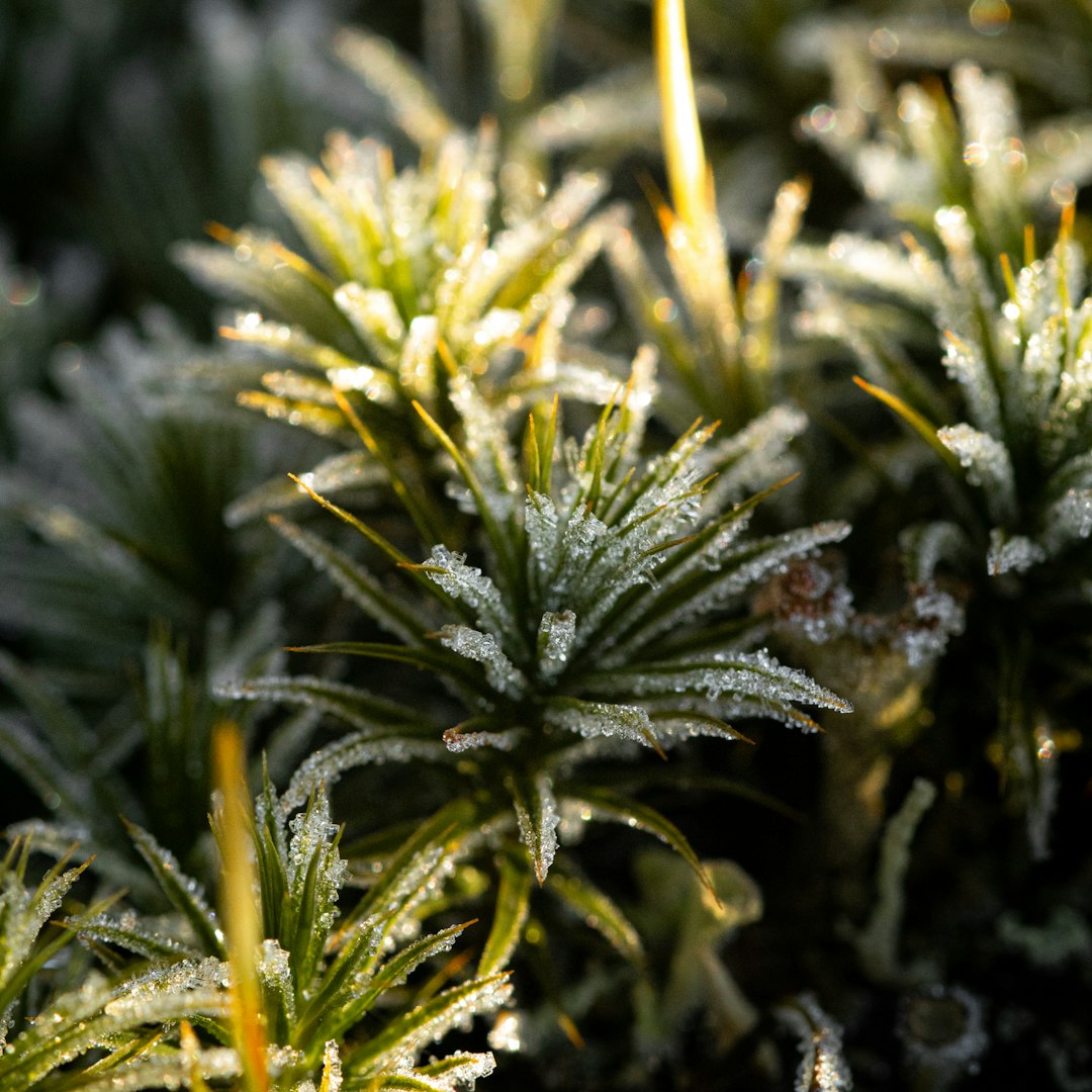 Frosty plants shimmer in the morning sunlight.