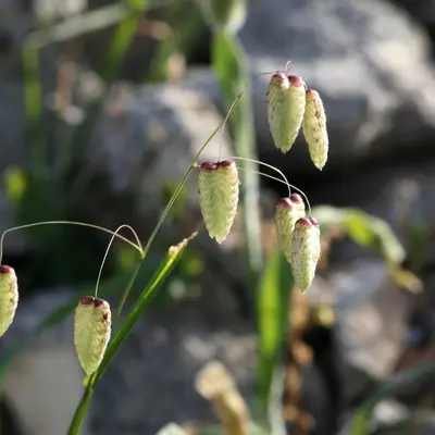 Greater Quaking Grass (Briza maxima)