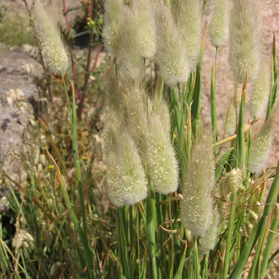 Hare's Tail Grass plant