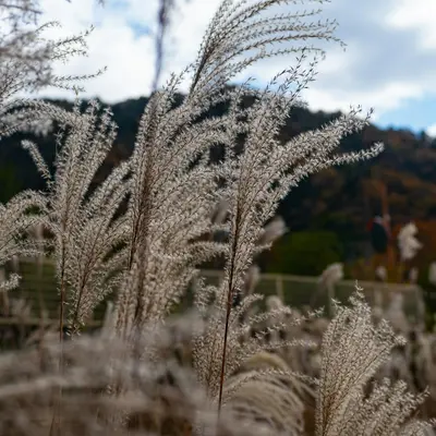 Japanese Forest Grass plant