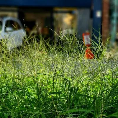 a red fire hydrant sitting in the middle of a lush green field