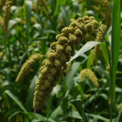 Lime Light Spray Millet plant