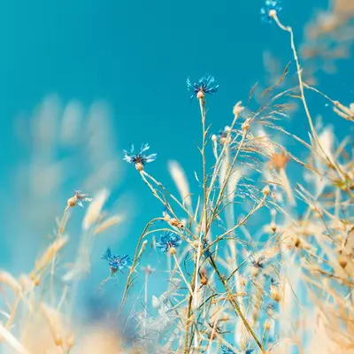Little Bluestem grass variety