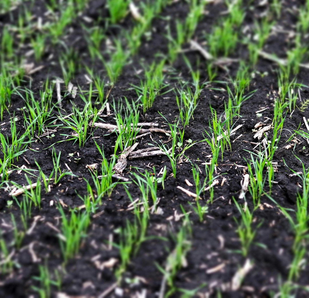 a close up of a field of green grass