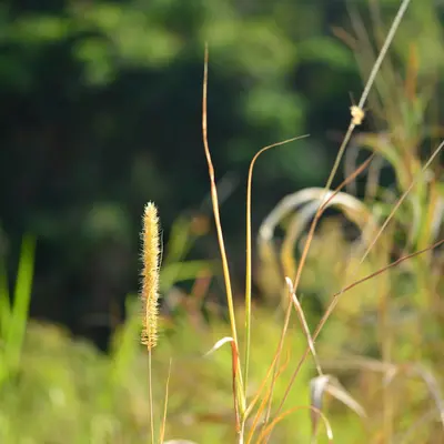 a close up of a plant with a blurry background