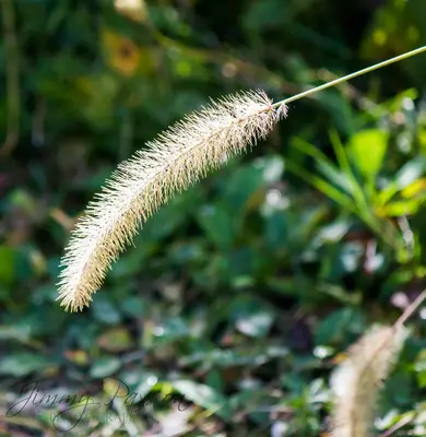 A foxtail grass seed head in soft focus.