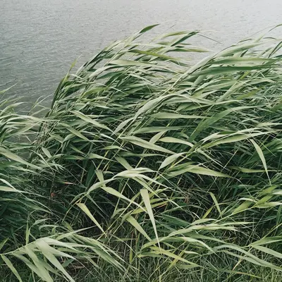 Northern Sea Oats grass variety