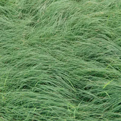 Northern Sea Oats plant