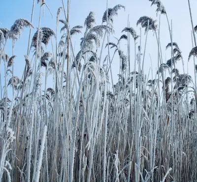 Ornamental Blue Oat Grass grass variety