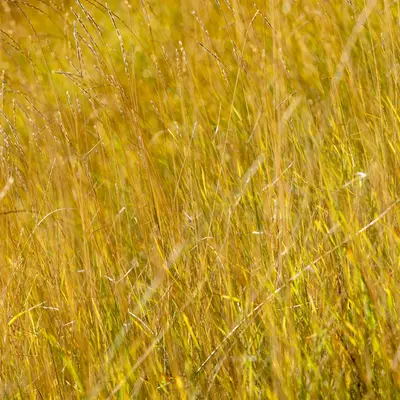 Perennial Ryegrass grass variety