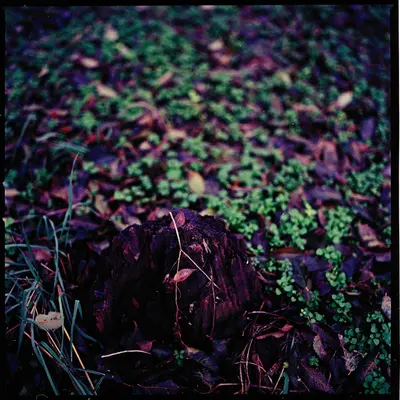 a red fire hydrant sitting on top of a lush green field