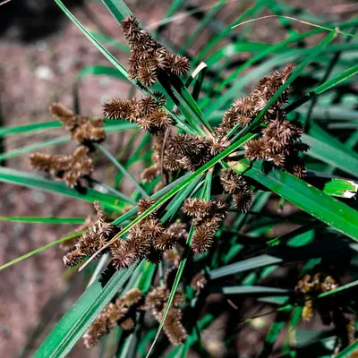 Close-up of a sedge plant with brown flower clusters.