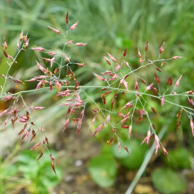 Savannah Grass (Melinis nerviglumis)