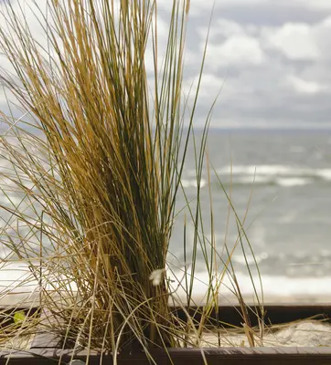 brown wheat near body of water during daytime