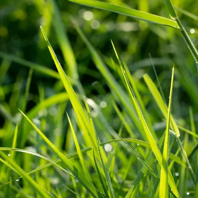 St. Augustine Grass plant