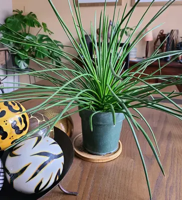 Zebra Grass grass variety